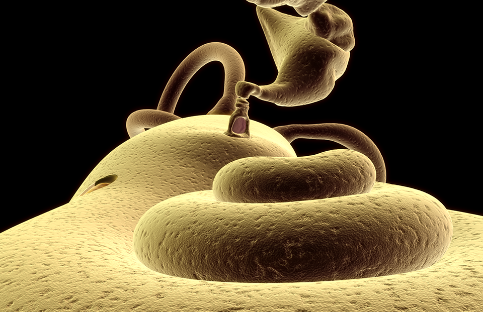 StapesOnCochlea_960x621